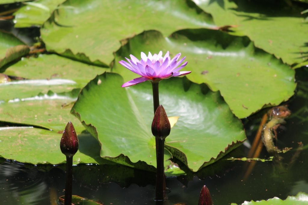 A peaceful lily pad with flower