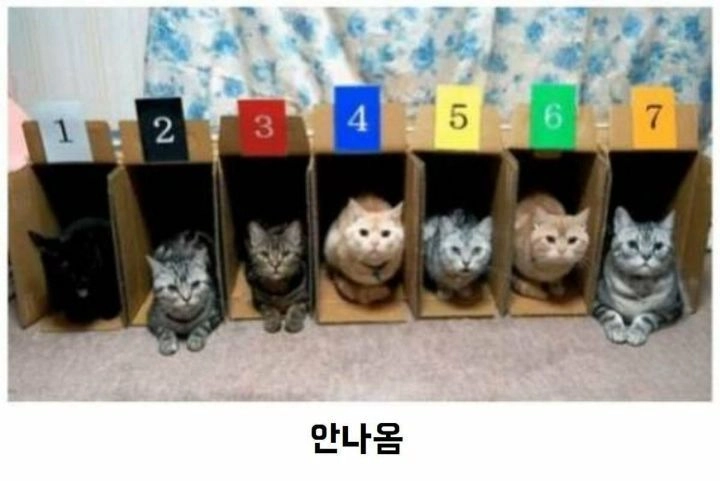 고양이 달리기 대회가 망한 이유