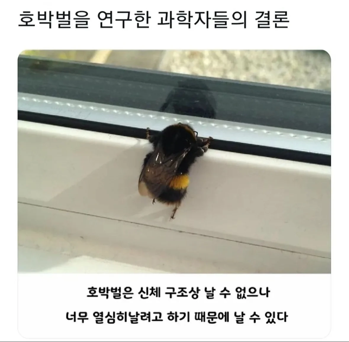 은근히 귀여운 벌레