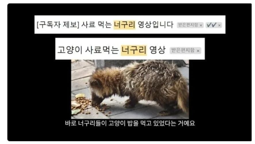 너구리 개체수 증가로 억울한 고양이의 죽음.jpg